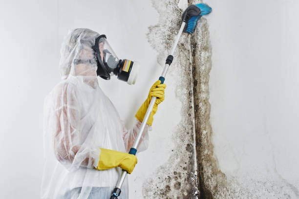 Best Office Mold Removal Services  in Starkville, MS