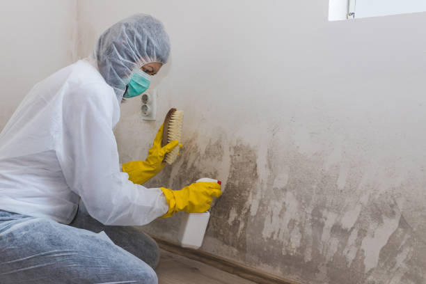 Starkville, MS Mold Removal Company