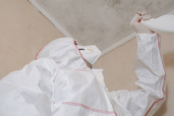 Best Fast Mold Removal  in Starkville, MS
