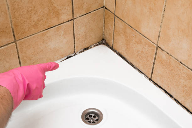 Best Certified Mold Removal  in Starkville, MS